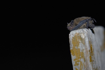 Balade acoustique - A l'écoute des chauves-souris