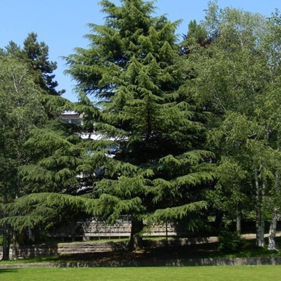 Les arbres de Béthusy avec Jean Duperrex