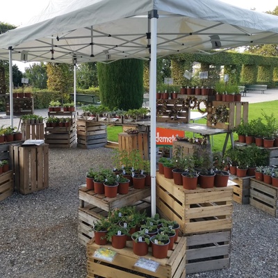 Marché aux plantons et troc de graines
