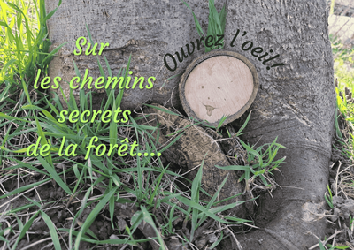 Sur les chemins secrets de la forêt...Ouvrez l'oeil