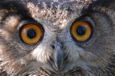 Stands d’animation au Parc animalier La Garenne