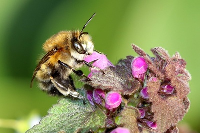 Recensement des abeilles sauvages