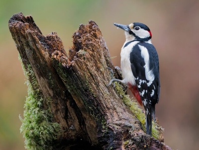 Les chants d'oiseaux