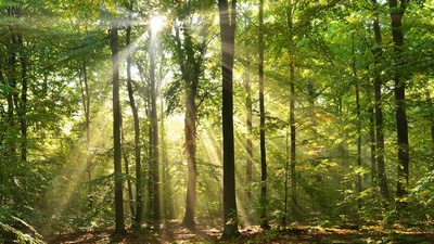 Bain de forêt