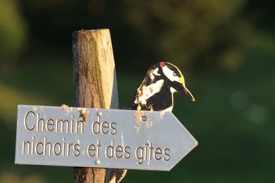 Balade à la découverte du Tschaïbez et de ses habitant.e.s