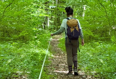 La forêt autrement avec les Rangers