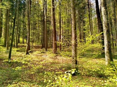 Bain de forêt - A l'écoute de la nature