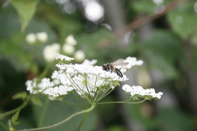 Le monde en minuscule : découvrez les abeilles et leur logis