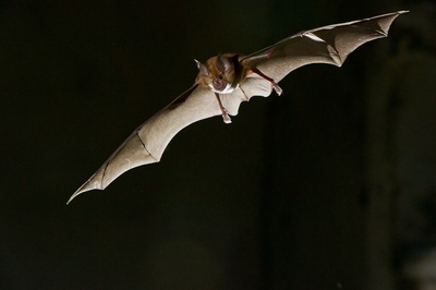 A la découverte des chauve-souris