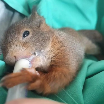 Comment agir face à un animal sauvage en détresse