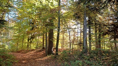 L'orchestre secret de la forêt