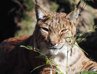 Découvrez la faune du Bioparc Genève !