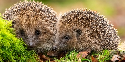 Sur les traces du hérisson