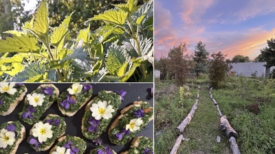 Les plantes sauvages comestibles au Jardin-Forêt et dans les sous-bois
