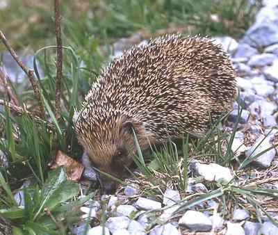 Permanence de conseils pour faire de son jardin un lieu de fête pour la biodiversité