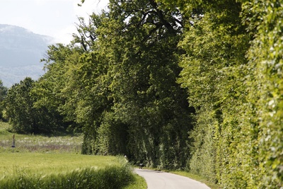 Histoire paysagère de Plan-les-Ouates