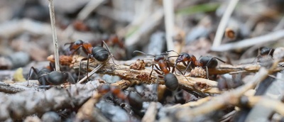 Fourmis des bois, fourmis des champs