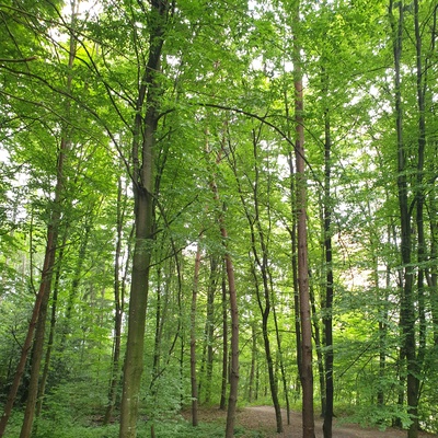 Parcours à la découverte du bois du Caudray