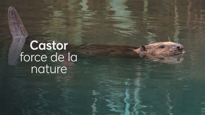 Projection du film "Castor, la force de la nature"