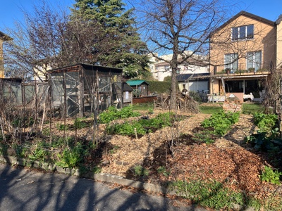 Poulapier et jardin urbain en permaculture