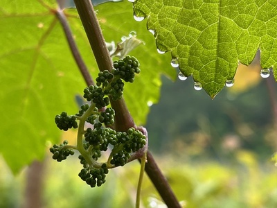 Un oeil sur la nature aux abords des vignes