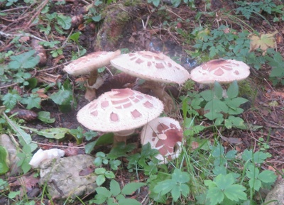 Champignons ? Qui êtes-vous ? Où êtes-vous ?