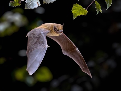 Chauves-souris et leurs confidences nocturnes