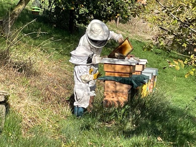 Le monde des abeilles: de la fleur au miel.