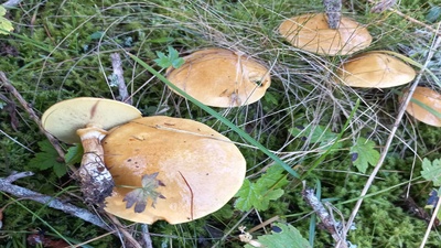 Découvrir la beauté des champignons