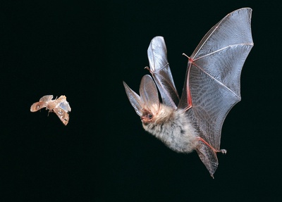 A l'écoute des chauves-souris