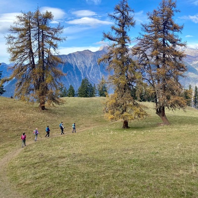 Murmures des arbres et échos d'animaux