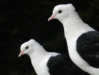 Intelligences animales