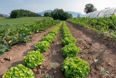 Safari à la loupe – la biodiversité en miniature