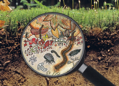 Atelier : “Petites bêtes et biodiversité du sol”