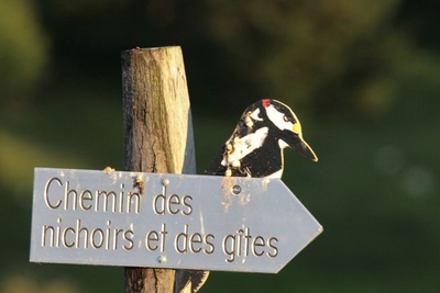 Le Tschaïbez au son des oiseaux
