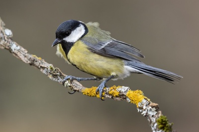 Du bruit originel aux chants des oiseaux - Balade autour des sons