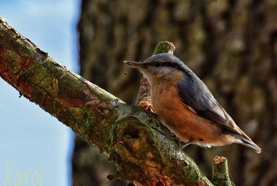 Un œil sur les oiseaux : randonnée découverte