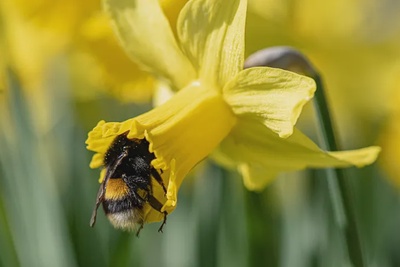 Les plantes menacées du canton de Genève: découvrez leur massif au jardin des rocailles
