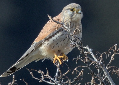 Observation des oiseaux