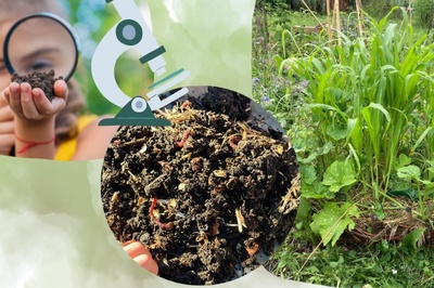 Compost et décomposeurs - À la découverte des auxiliaires du sol
