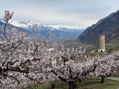 Sentier de l'abricot