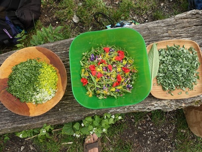 Balade à la découverte de plantes sauvages comestibles