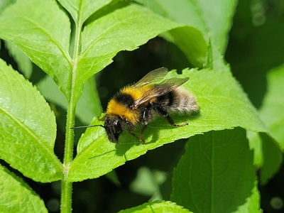 Balade nature et animations aux étangs de Chaux (Payerne)