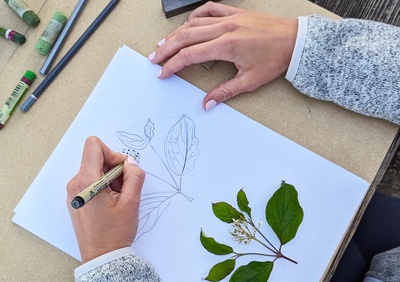 Atelier de dessin botanique - adolescents et adultes