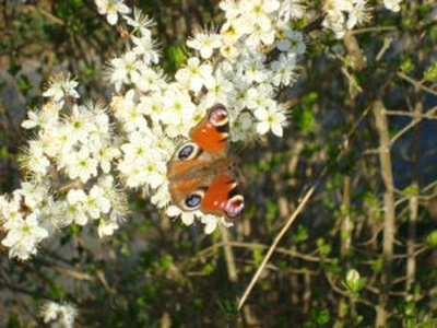 Coccinelle, fourmi et compagnie