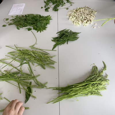 Cueillette de plantes sauvages et cuisine