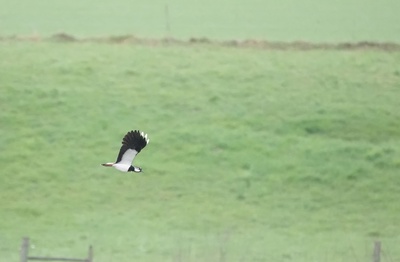 L'Auried et ses Vanneaux