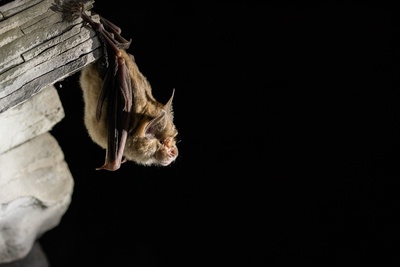 À l’écoute des chauves-souris