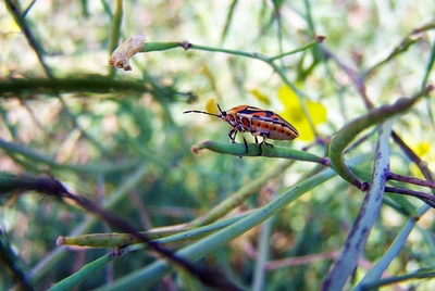 Le monde secret des punaises