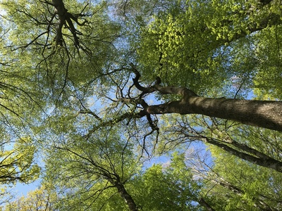 Bain de Forêt